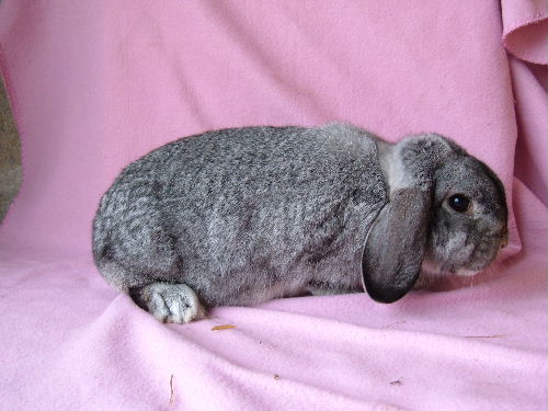 femelle chinchilla